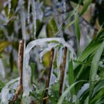 Πορίσματα εκτίμησης ζημιών από τον παγετό της 21ης Μαρτίου 2022 στις καλλιέργειες της Δ/Κ Αλεξάνδρειας και της Δ/Κ Ξεχασμένης