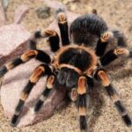 Life: Eπιστήμονες ανακάλυψαν σκουλήκι που σκοτώνει ταραντούλες και του έδωσαν το όνομα του Τζεφ Ντάνιελς