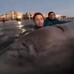 Εκβρασμός Ζιφιού στον Σαρωνικό – Ο Απόηχος του Περιστατικού