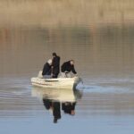 Κοζάνη: Άκαρπες οι έρευνες για τον αγνοούμενο στην λίμνη Περδίκκα