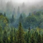 Συστήνονται Ειδικές Μονάδες Δασικών Επιχειρήσεων σε 6 πόλεις της χώρας – Προσλαμβάνονται 500 δασοκομάντος που θα ενεργούν όλο το χρόνο