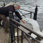 Ιωάννινα: Στη λίμνη Παμβώτιδα μεταφέρθηκε ο θλιμμένος κύκνος της Καστοριάς που έχασε το ταίρι του