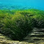 Θαλάσσια Λιβάδια Ποσειδωνίας: τα Πολύτιμα Δάση των Θαλασσών μας