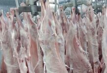 Θεσσαλονίκη: Οι ζωονόσοι πλήττουν φέτος τη διάθεση και την τιμή του πασχαλινού αρνιού