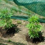 Επένδυση στον κλάδο της φαρμακευτικής κάνναβης στην Ελλάδα από την Tikun Europe