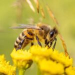 Ευρωβουλευτές του ΠΑΣΟΚ: Η Μελισσοκομία σε κρίση – Η Κομισιόν απαντά, αλλά δεν αρκεί.