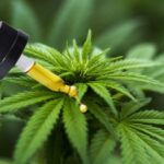 Γερμανία: Την ελεγχόμενη νομιμοποίηση της κάνναβης και για ψυχαγωγικούς σκοπούς ετοιμάζει η κυβέρνηση