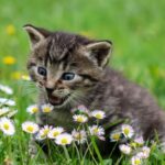 Επιστήμη: Οι γάτες μπορούν να διακρίνουν αν το «αφεντικό» τους μιλάει σε αυτές ή σε άλλον άνθρωπο, σύμφωνα με Γάλλους επιστήμονες