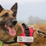 Ο Κούκι, ο πρώτος σκύλος ανιχνευτής δηλητηριασμένων δολωμάτων, βγήκε στη «σύνταξη»