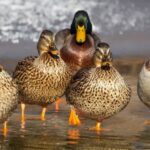 Γαλλία: Η γρίπη των πτηνών αποδεκατίζει τις πάπιες – Ακριβότερο και σπανιότερο το φουά γκρα φέτος τον χειμώνα