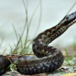 Υγεία: Πάνω από 63.000 άνθρωποι πεθαίνουν κάθε χρόνο στον κόσμο από δάγκωμα φιδιού