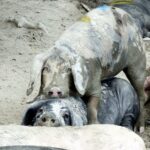 Επιστήμη: Ακόμη και στα γουρούνια, κάποια μεσολαβούν ως ειρηνοποιοί στους τσακωμούς των άλλων!