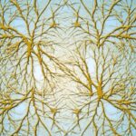 Υγεία: Εντοπίστηκαν νευρώνες που αποκαθιστούν το βάδισμα στους παράλυτους, μετά από ηλεκτρική διέγερση