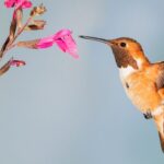 Ένα στα οκτώ πουλιά στον πλανήτη κινδυνεύει με εξαφάνιση