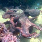 Επιστήμη: Ακόμη και τα (θυμωμένα) χταπόδια πετάνε πράγματα το ένα στο άλλο!