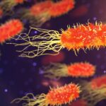 Υγεία-ΠΟΥ: Τα βακτήρια, στα οποία οφείλονται συγκεκριμένες λοιμώξεις του αίματος, έγιναν πολύ ανθεκτικά στα φάρμακα μέσα στο 2020