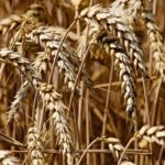 Ρωσία: Η Μόσχα λέει ότι παρατείνει για 60 –και όχι για 120 ημέρες –τη συμφωνία για τα σιτηρά της Μαύρης Θάλασσας