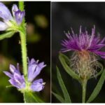 Θεσσαλονίκη: Μελέτη για δύο είδη που φύονται αποκλειστικά στο όρος Παγγαίο