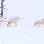 ΕΙΔΗΣΕΙΣ ΣΕ ΒΙΝΤΕΟ: Πυκνό το χιόνι στη λίμνη Πλαστήρα