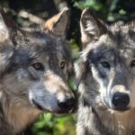 Θεσσαλονίκη: Δεν μπορεί να αξιολογηθεί η ύπαρξη και ο βαθμός του υβριδισμού λύκου-σκύλου στην Ελλάδα