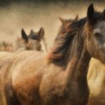 Θεσσαλονίκη-Zootechnia: Στους κεντρικούς δρόμους της πόλης, θα καλπάσουν αύριο περί τα τριάντα άλογα διαφόρων φυλών