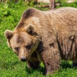 Παν. Θεσσαλίας: Τι αποκαλύπτει η ανάλυση DNA για τον πληθυσμό της καφέ αρκούδας σε Πίνδο, Σπέτσες και Ροδόπη