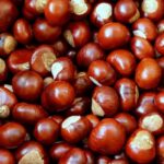 Συνεταιρισμός στο Πάικο εξάγει το 90% της παραγωγής κάστανου – Ποια είναι τα προβλήματα και οι προκλήσεις