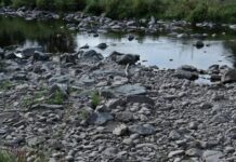 Ολλανδία: Ζέστη και ξηρασία προκαλούν λειψυδρία στη χώρα