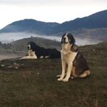 Καρδίτσα: Οι γηγενείς φυλές ποιμενικών σκύλων, προσφέρουν υπηρεσίες στον άνθρωπο από την αρχαιότητα μέχρι σήμερα