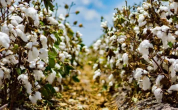 Βαμβακοκαλλιέργεια