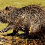 Επιστήμη – Υγεία: Ακόμη και οι αρουραίοι των υπονόμων μπορούν να κολλήσουν κορονοϊό!