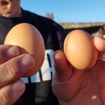 Αυγά γίγας σε κοτέτσι στο Ναύπλιο – Βίντεο