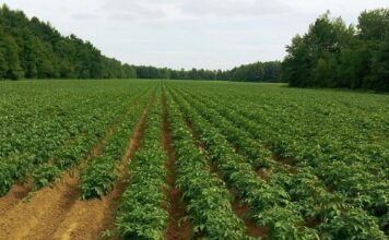 καλλιέργεια