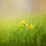 Επιστήμη- Περιβάλλον: Η φωτοσύνθεση θα μπορούσε να οδηγήσει σε νέους τρόπους παραγωγής ενέργειας