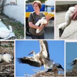 Καβάλα: Ασφαλείς φωλιές για τους πελαργούς μετά από ένα δύσκολο μεταναστευτικό ταξίδι