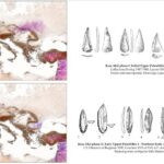 Επιστήμη: Λίθινα εργαλεία καταγράφουν τρία κύματα μετανάστευσης των πρώτων Sapiens στην Ευρώπη