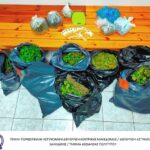 ΕΛ.ΑΣ.: Από το Τμήμα Ασφάλειας Πολυγύρου συνελήφθη ένα άτομο στη Χαλκιδική για καλλιέργεια και διακίνηση ναρκωτικών