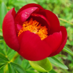 Παιώνιες Κράστας, 30/4/2023 και προεόρτια Εργατικής Πρωτομαγιάς!