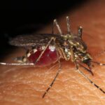 ΕΟΔΥ: 13 θάνατοι από τον ιό του Δυτικού Νείλου, 100 κρούσματα