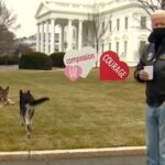 ΗΠΑ: Ο σκύλος του προέδρου Μπάιντεν… δαγκώνει