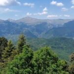 Χαλκιδική: Το όρος Δραγουντέλι της Σιθωνίας φιλοξενεί τον μεγαλύτερο ίταμο της χώρας, ηλικίας 2000 χρόνων- Τουρίστες αφαιρούν φύλλα του για φάρμακο !