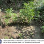 Από αστυνομικούς του Αστυνομικού Τμήματος Παιονίας εντοπίστηκε φυτεία δενδρυλλίων κάνναβης σε αγροτική περιοχή της Θεσσαλονίκης