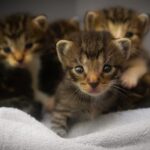 Ρόδος: Πρόστιμο 120.000 ευρώ σε 76χρονο που εγκατέλειψε τέσσερα γατάκια