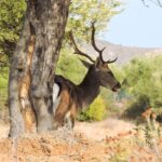 Το ελάφι και οι πεταλούδες της Ρόδου χρειάζονται τον άνθρωπο για να επιβιώσουν την επόμενη μέρα