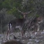 Ρόδος: Αρκετά από τα ελάφια του νησιού έχουν πέσει θύματα της πυρκαγιάς