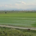 Μεγάλη αύξηση του πληθυσμού των κουνουπιών στους ορυζώνες της Θεσσαλονίκης και της Ημαθίας – Ψεκασμοί από αέρος αύριο στην περιοχή