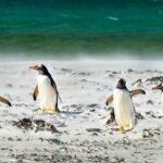 Σχεδόν δυο χιλιάδες πιγκουίνοι εντοπίζονται νεκροί σε 10 ημέρες στην Ουρουγουάη