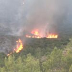 ΥΠΑΑΤ: Συνολικά 50.000 ελαιόδεντρα και 2.500 ζώα «χάθηκαν» από τη φωτιά στη Ρόδο – Μεγάλες καταστροφές ζωικού κεφαλαίου και εγκαταστάσεων στη Θεσσαλία