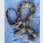 Θεσσαλονίκη: Σε σημαντική άνοδο η εγκατάλειψη ζώων και ειδικά των άγριων και οικόσιτων