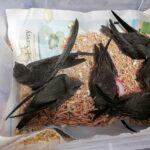 Θεσσαλονίκη: Το ζεστό καλοκαίρι του 2023 ταλαιπωρεί και τις σταχτάρες – Συμβουλές φροντίδας